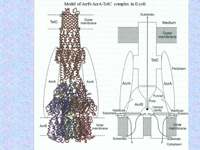 Model of AcrB-AcrA-TolC complex in E.coli